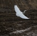 Egret Takes Flight at USACE Emergency Levee Project, Puerto Rico