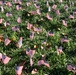 Ohio State Students Plant Flags For Veterans