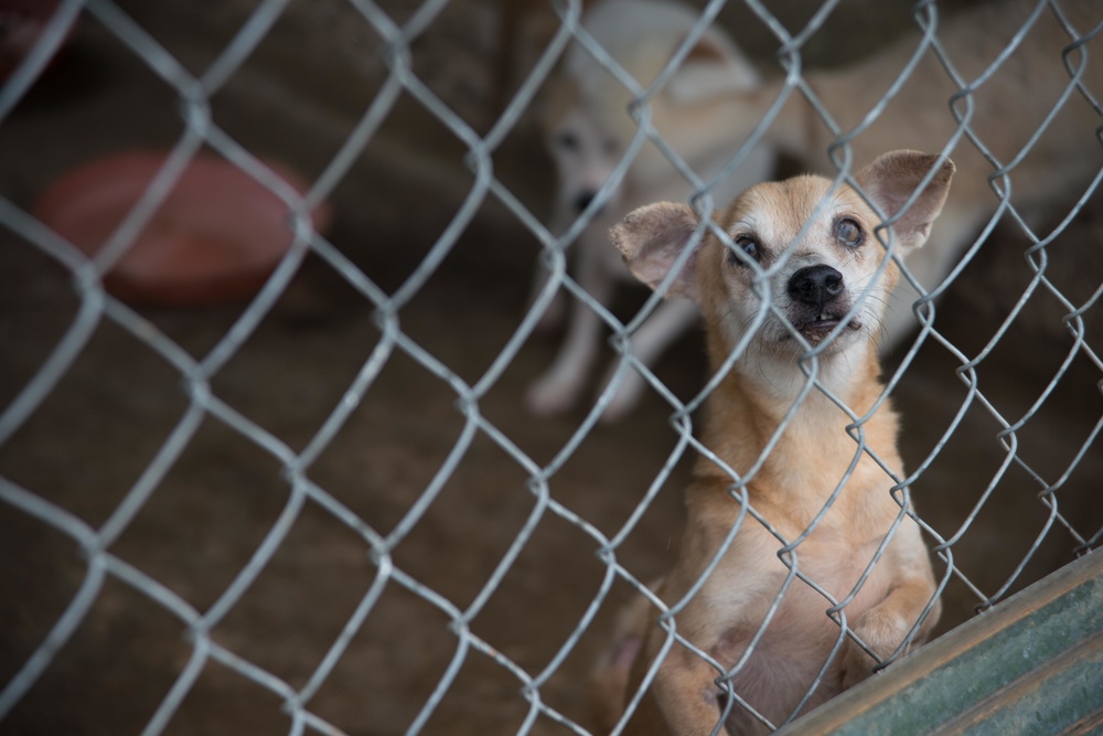 33 Acres of Love: A Veterans Mission to Save Lives in Puerto Rico