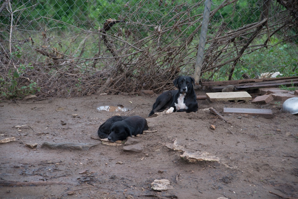 33 Acres of Love: A Veterans Mission to Save Lives in Puerto Rico