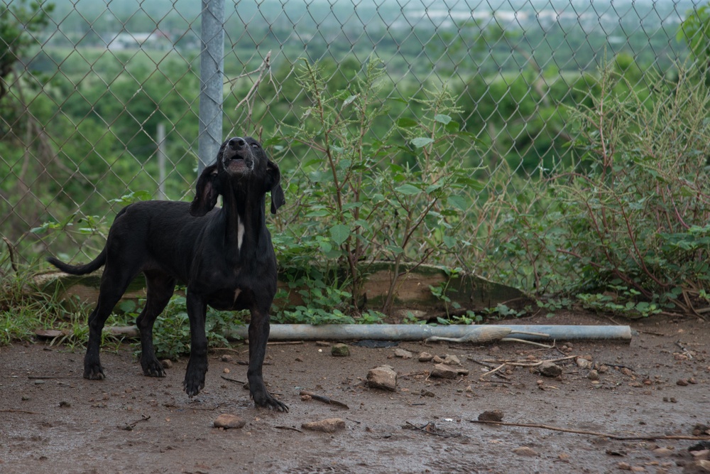 33 Acres of Love: A Veterans Mission to Save Lives in Puerto Rico