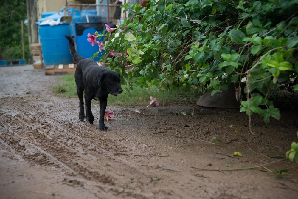 33 Acres of Love: A Veterans Mission to Save Lives in Puerto Rico