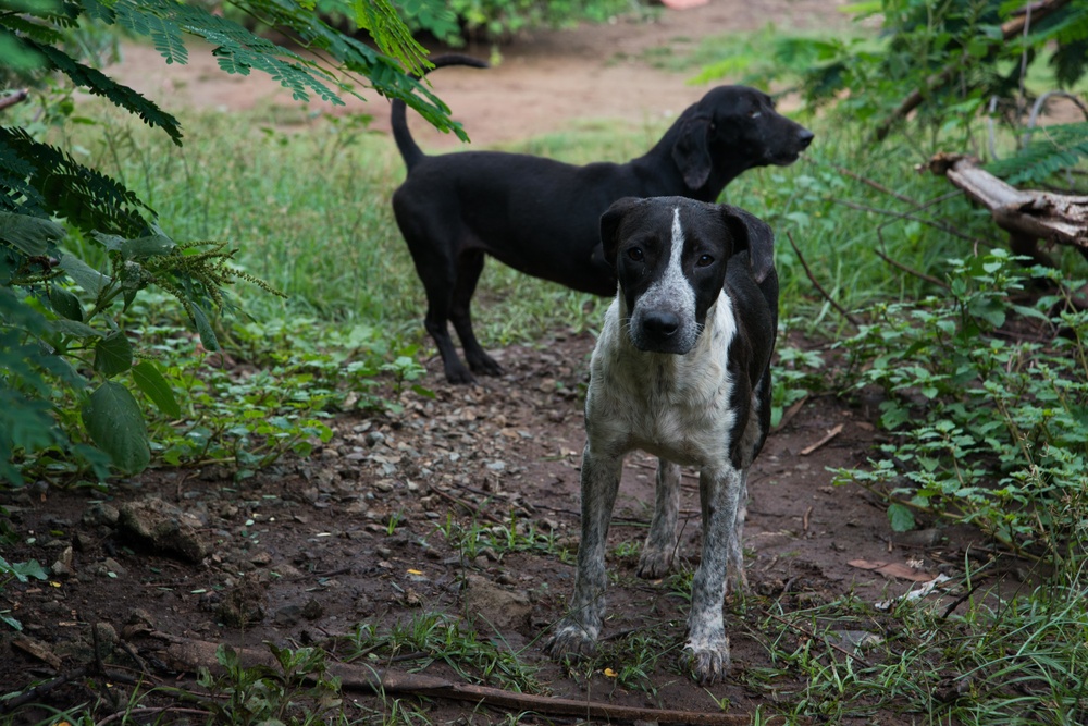 33 Acres of Love: A Veterans Mission to Save Lives in Puerto Rico