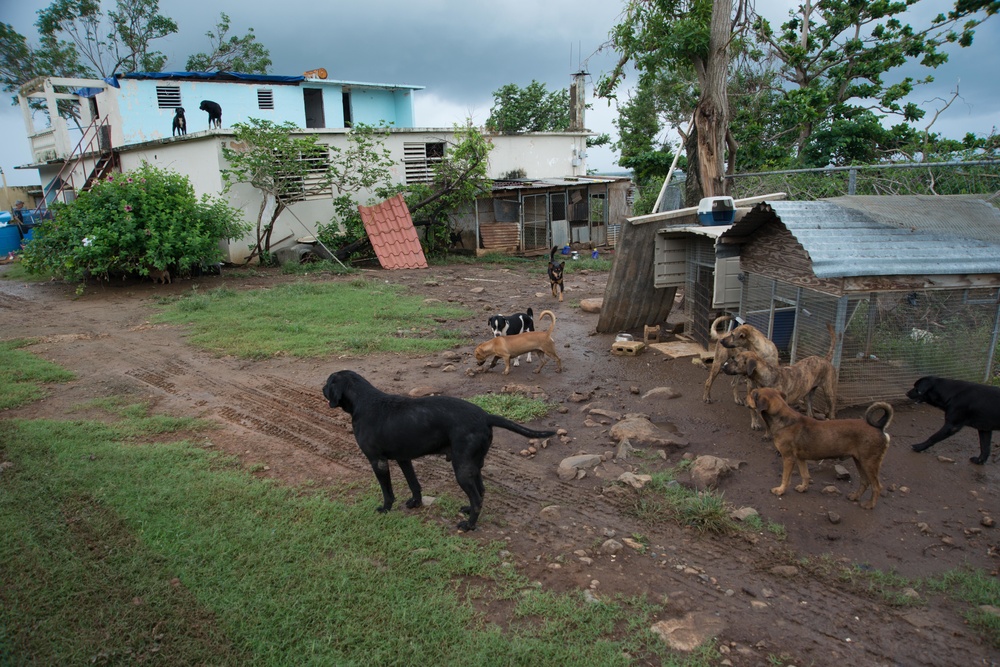 33 Acres of Love: A Veterans Mission to Save Lives in Puerto Rico