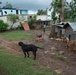33 Acres of Love: A Veterans Mission to Save Lives in Puerto Rico