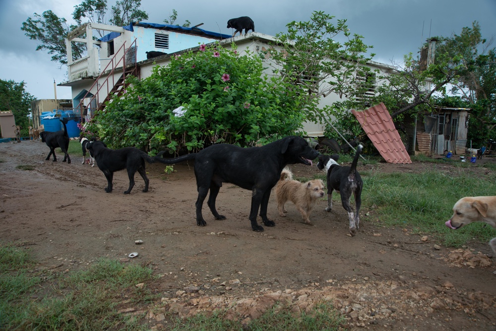 33 Acres of Love: A Veterans Mission to Save Lives in Puerto Rico