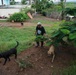 33 Acres of Love: A Veterans Mission to Save Lives in Puerto Rico