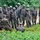 U.S. Marines teach UPDF Soldiers how to detect IEDs