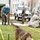 NATO Military Committee visit to Sarajevo A military working dog, appearing to be a Belgian Malinois, is conducting a mine detection exercise within a marked lane defined by yellow tape reading 'MINE OS BIH' (Mine Action Centre of Bosnia and Herzegovina). A handler in camouflage uniform and white cap controls the dog on a long lead while a second uniformed soldier stands near a white Land Rover vehicle in the background. The scene depicts a demining training or demonstration exercise in an outdoor grassy area.