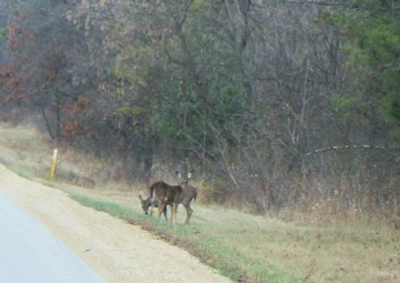 Whitetail Deer on Fort McCoy's North Post