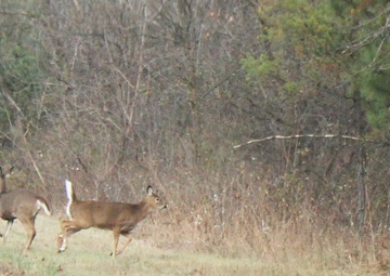 Whitetail Deer on Fort McCoy's North Post