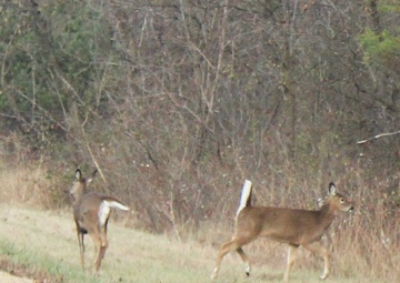 Whitetail Deer on Fort McCoy's North Post