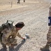 Italian army trainers lead coalition C-IED training - CJTF-OIR