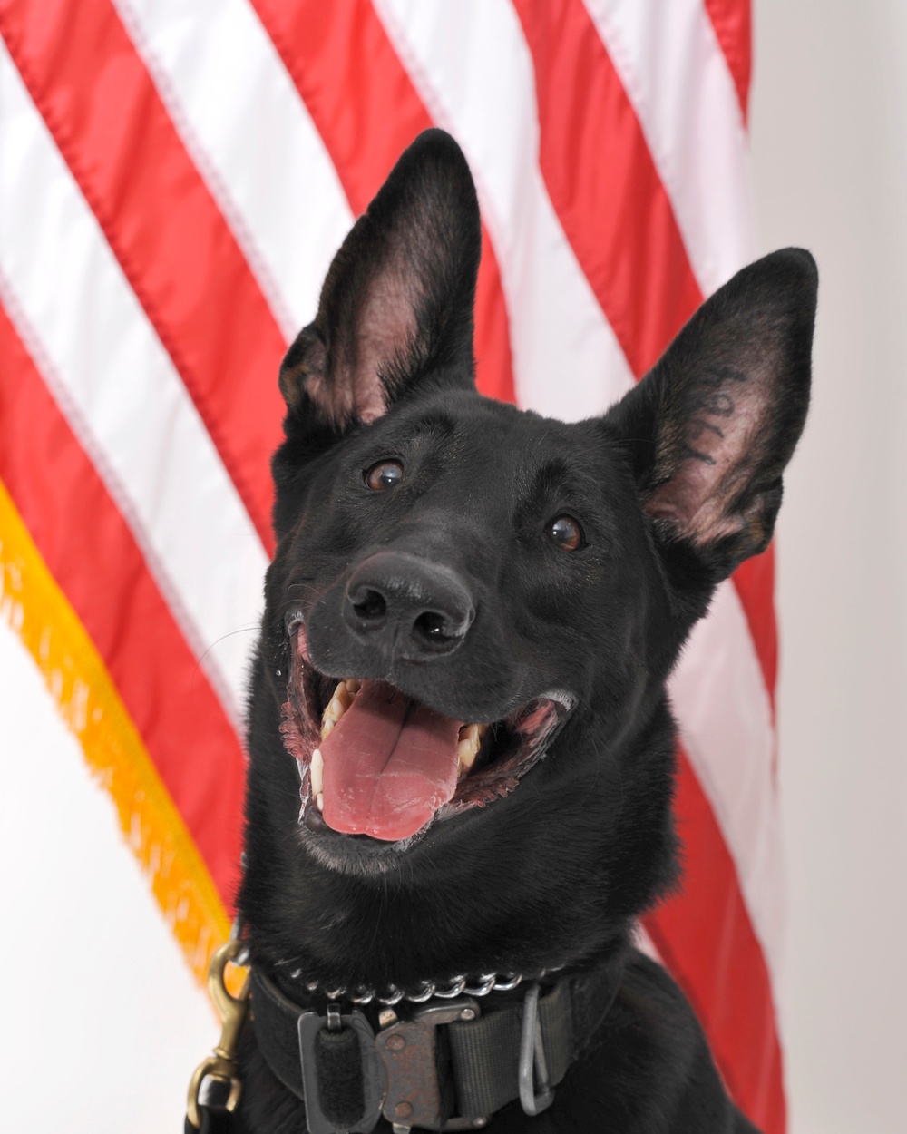 Joint Base MDL Military Working Dog