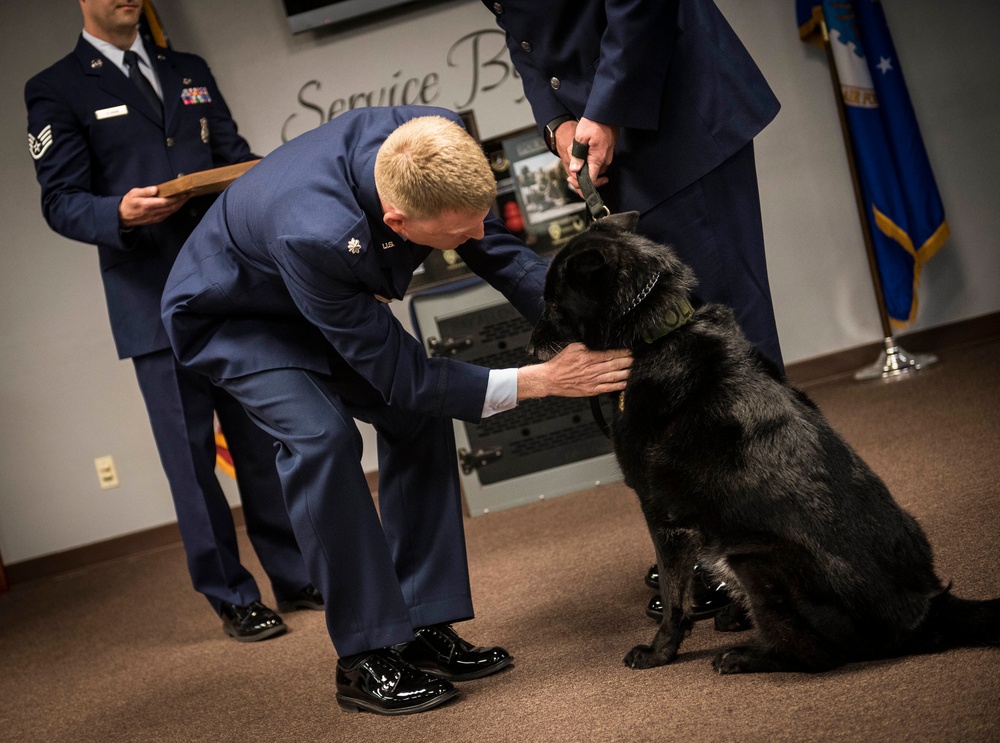 From playful puppy to protecting Airmen: How the Air Force raises MWD’s