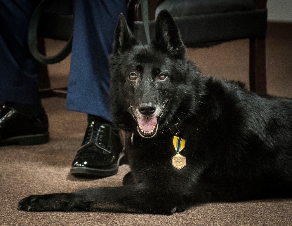 From playful puppy to protecting Airmen: How the Air Force raises MWD’s