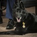 From playful puppy to protecting Airmen: How the Air Force raises MWD’s