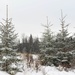 JBER Christmas Tree Harvest in full swing