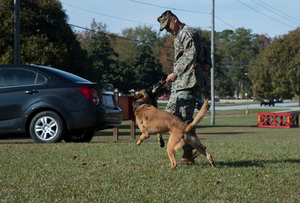 Military Working Dog Demonstration