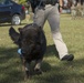 Military Working Dog Demonstration