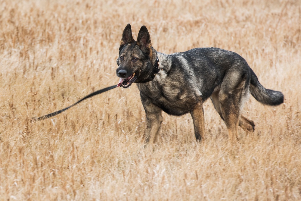 791 MSFS marksmen, 5 SFS MWD teams participate in joint-unit training