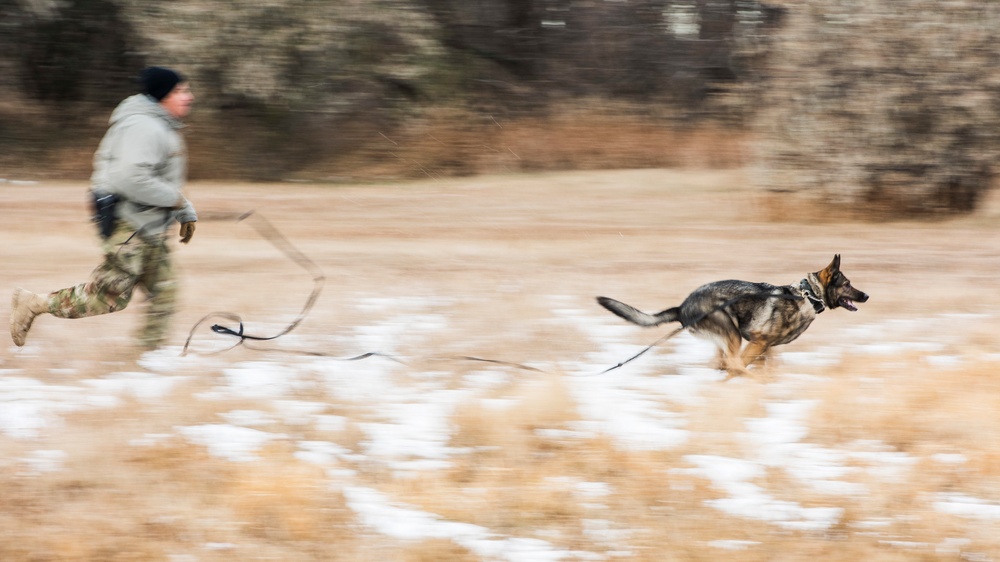 791 MSFS marksmen, 5 SFS MWD teams participate in joint-unit training