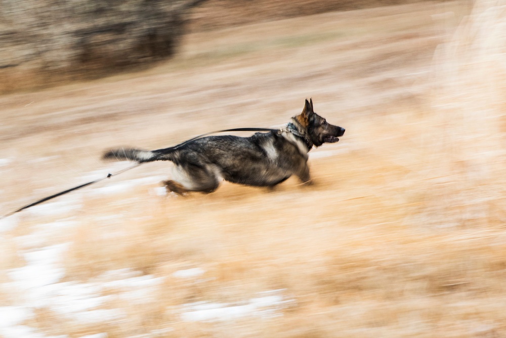 791 MSFS marksmen, 5 SFS MWD teams participate in joint-unit training