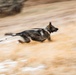 791 MSFS marksmen, 5 SFS MWD teams participate in joint-unit training