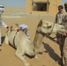 15th MEU's Maritime Raid Force participates in Bedouin Falcon during Iron Magic 2018