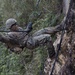 Hawaii, East Coast, West Coast Marines participate in 3rd Marine Division Annual Squad Competition