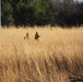 Late-fall Prescribed Burn at Fort McCoy