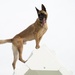 Military working dog obedience course opens