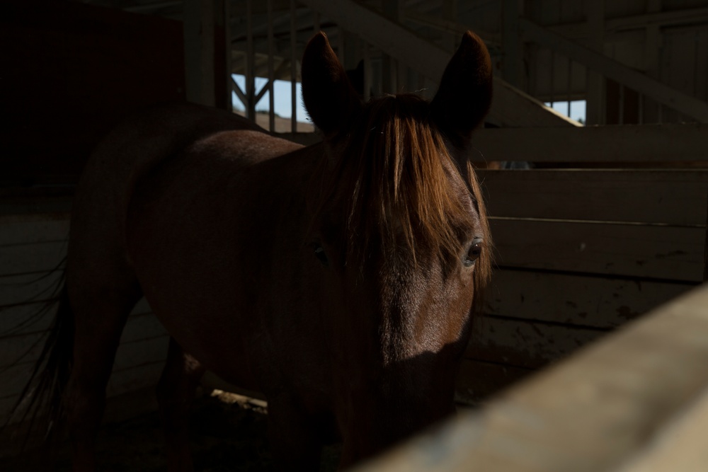 Saving the Horses