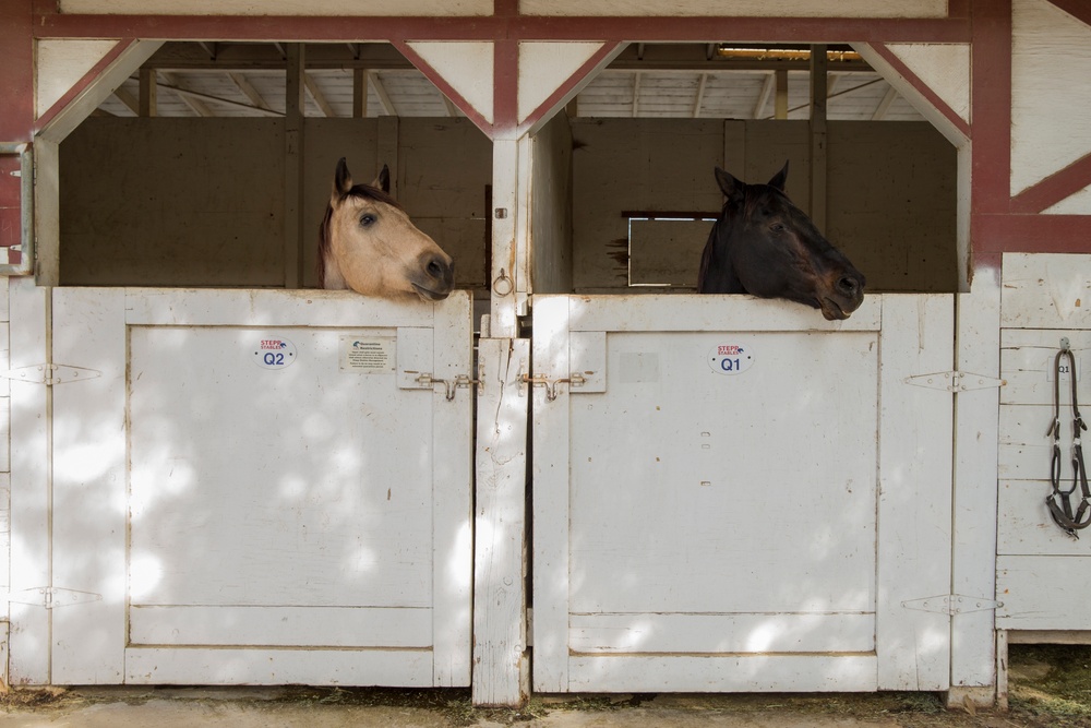 Saving the Horses