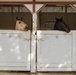 Saving the Horses