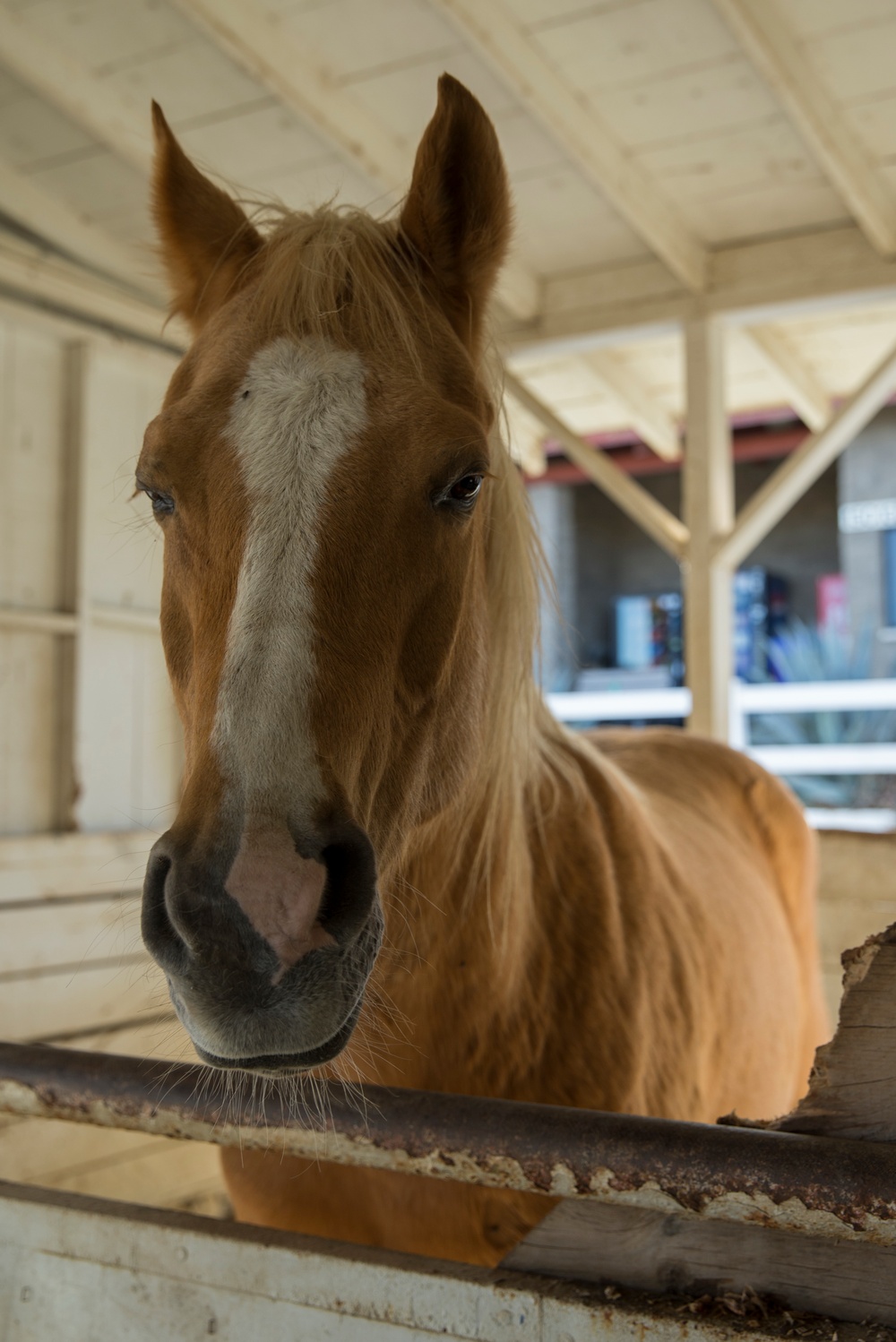 Saving the Horses