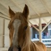 Saving the Horses