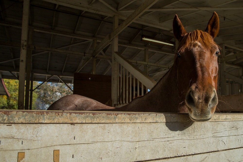 Saving the Horses