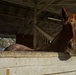 Saving the Horses
