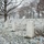 First Snow of the Season at Arlington National Cemetery A snow-dusted military cemetery with rows of uniform white marble headstones extending into the distance. The foreground features a clearly legible headstone for William Montgomery Martin, a World War I veteran. Bare winter trees and overcast skies create a solemn, muted atmosphere.
