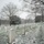 First Snow of the Season at Arlington National Cemetery A military cemetery covered in a light dusting of snow during winter, with rows of uniform white marble headstones extending across a gently rolling landscape. Bare deciduous trees frame the scene under an overcast gray sky, creating a solemn and austere atmosphere. The orderly arrangement of headstones and their style are consistent with a national military cemetery, likely Arlington National Cemetery.