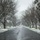 First Snow of the Season at Arlington National Cemetery A wet, paved road stretches through a snow-dusted cemetery lined with bare deciduous trees and at least one evergreen magnolia. White grave markers are visible on both sides of the road, and a lone figure can be seen in the far distance. The overcast winter sky and light snowfall create a somber, quiet atmosphere.