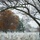 First Snow of the Season at Arlington National Cemetery A winter scene at what appears to be Arlington National Cemetery, with rows of uniform white marble headstones dusted with light snow. A neoclassical building, likely the Memorial Amphitheater, is visible in the background through bare and autumn-colored trees. The overcast sky and sparse snow create a solemn, muted atmosphere.