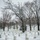 First Snow of the Season at Arlington National Cemetery A snow-covered military cemetery with rows of uniform white marble headstones extending across a gently rolling landscape. Bare deciduous trees and a few evergreens are interspersed among the graves under an overcast winter sky. The scene is consistent in appearance with Arlington National Cemetery in Virginia.