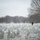 First Snow of the Season at Arlington National Cemetery A snow-dusted military cemetery stretches into the distance under an overcast winter sky, with hundreds of uniform white marble headstones arranged in precise rows. Two figures walk along a path between the graves, surrounded by bare deciduous trees. The scene conveys solemnity and remembrance in a cold, muted winter atmosphere.