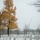 First Snow of the Season at Arlington National Cemetery A snow-dusted military cemetery in late autumn, featuring rows of white marble headstones extending across the grounds. A prominent tree with golden-orange foliage stands in the foreground, contrasting with bare winter trees. In the background, the three spires of the Air Force Memorial are visible through the overcast, misty sky.