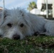 Terri the Terrier