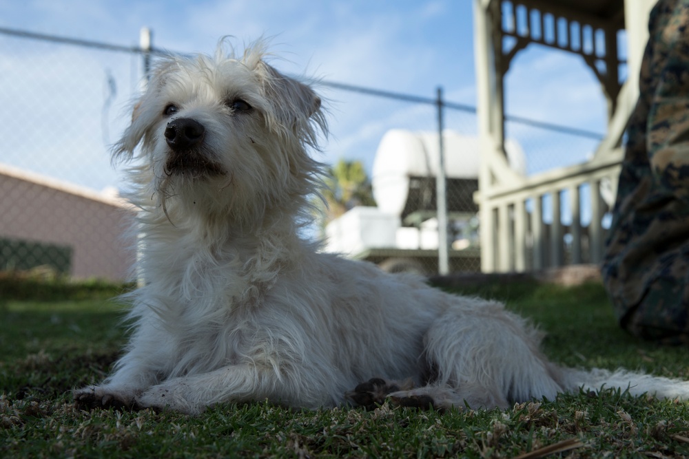 Terri the Terrier
