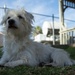 Terri the Terrier