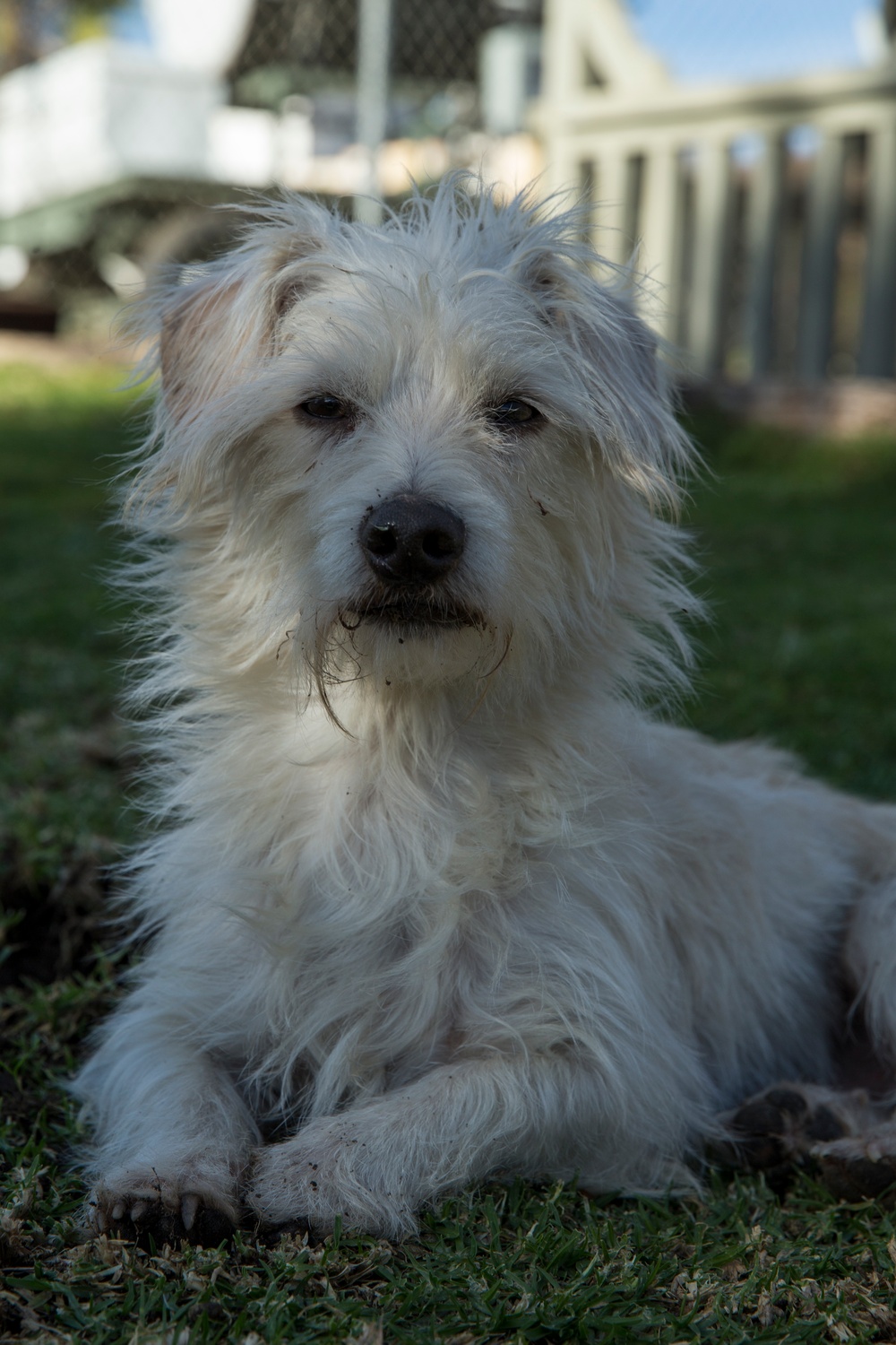 Terri the Terrier